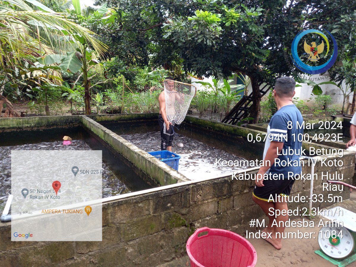 AndesThp06's tweet photo. jumat (08/3), M. Andesba Arifin, Luhkan Rokan Hulu, di Pokdakan Lubuk IKan Maju Berkarya, Ds Lubuk Betung, Panen Ikan Lele, Semi Intensif, sebanyak 540 kg, luas lahan 140 m2, size 7-10 ekor/kg, harga 17500/kg #GiatLuhkanSatminkalMedan #RoHul #Panen @bpppmedan_brsdm @puslatluhkp https://t.co/BT0F26jV1O