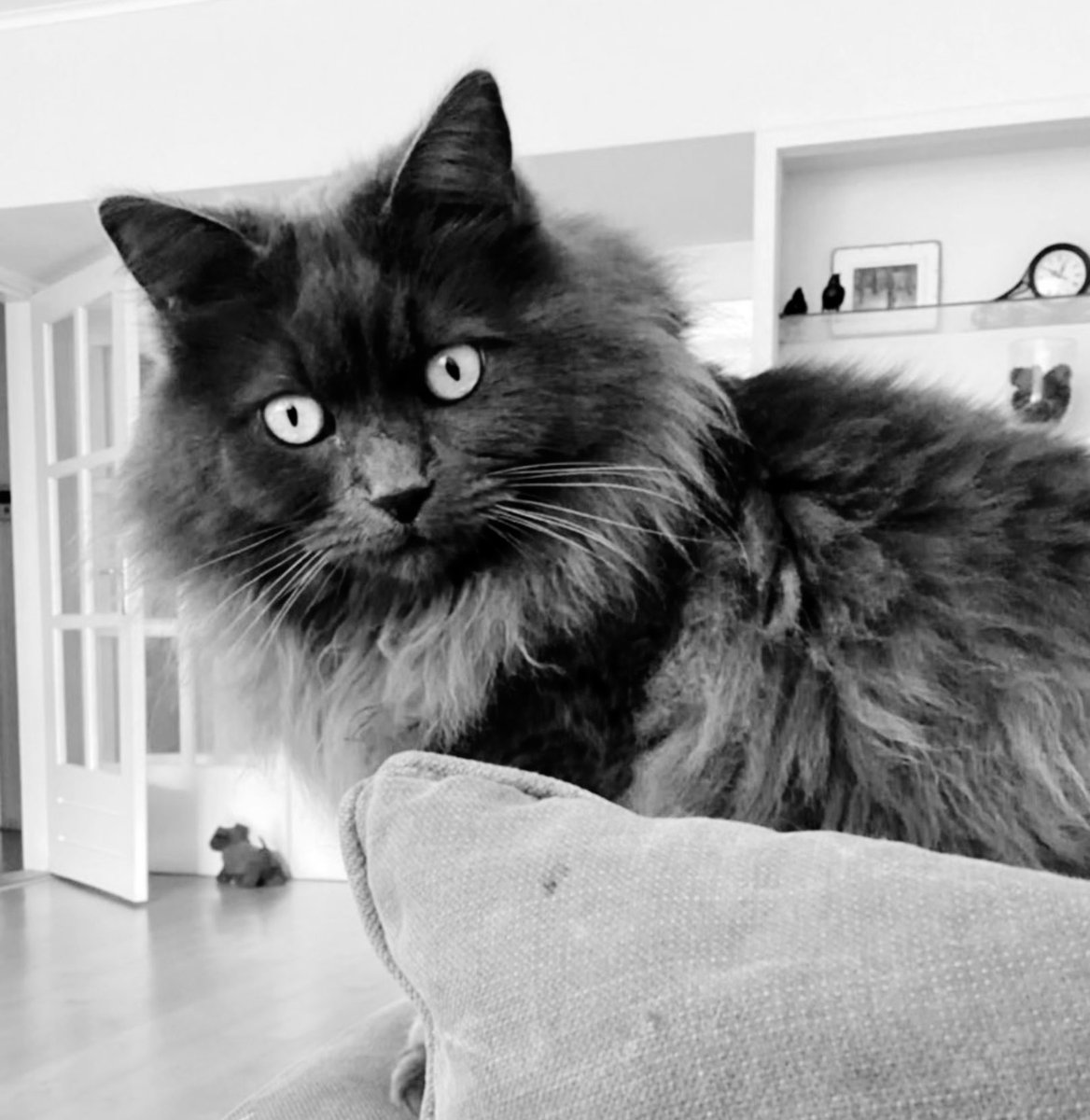 Peggy Poo 😸 tweet media