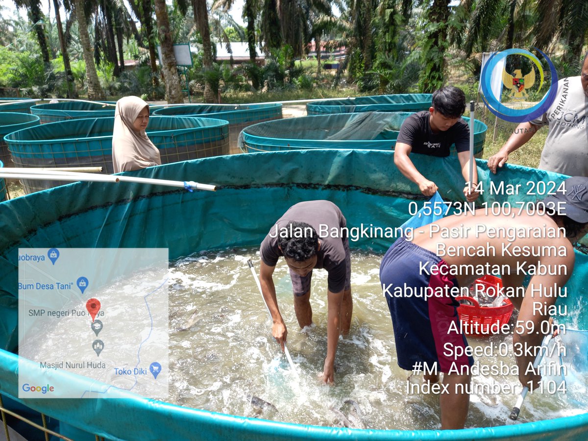 AndesThp06's tweet photo. Kamis (14/3), M. Andesba Arifin, Luhkan Rokan Hulu, di Pokdakan Pelita Utama Puo Raya, Ds Puo Raya, Panen Ikan Lele, Semi Intensif, sebanyak 1352 kg, luas lahan 250 m2, size 6-10 ekor/kg, harga 18500/kg #GiatLuhkanSatminkalMedan #RoHul #Panen @bpppmedan_brsdm @puslatluhkp https://t.co/KZollHQxJw