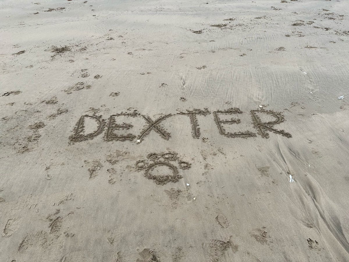 Dexter_GSD's tweet photo. Beach day 🏴󠁧󠁢󠁷󠁬󠁳󠁿 https://t.co/2jukwVZpcE
