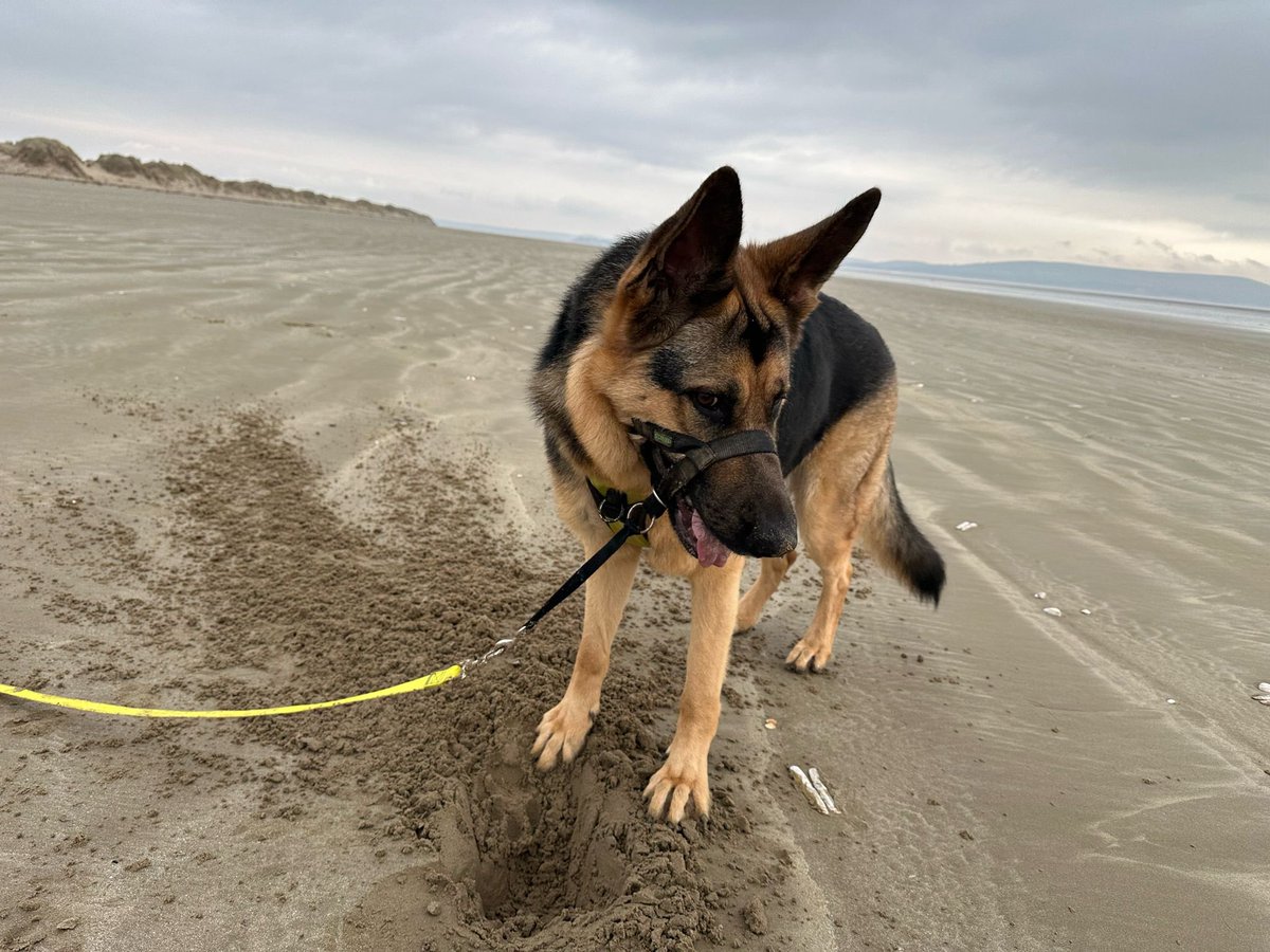 Dexter_GSD's tweet photo. Beach day 🏴󠁧󠁢󠁷󠁬󠁳󠁿 https://t.co/2jukwVZpcE