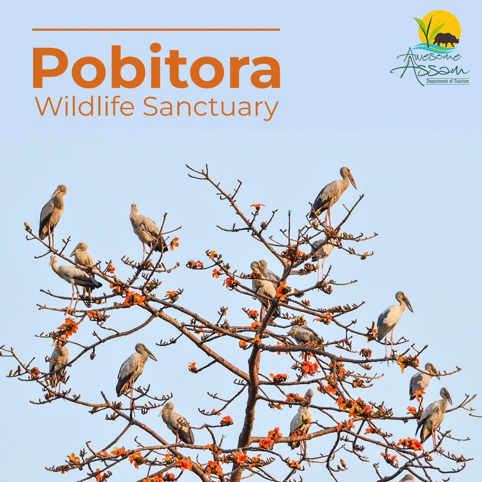 aweassam's tweet photo. Can you spot how many birds are perched on this tree in Pobitora Wildlife Sanctuary?
#AwesomeAssam #AssamTourism #Assam #VisitAssam #AssamHistory #History #ExperienceAssam #WelcomeToAssam #TravelAssam #DestinationAssam https://t.co/3TiV3IM6yT