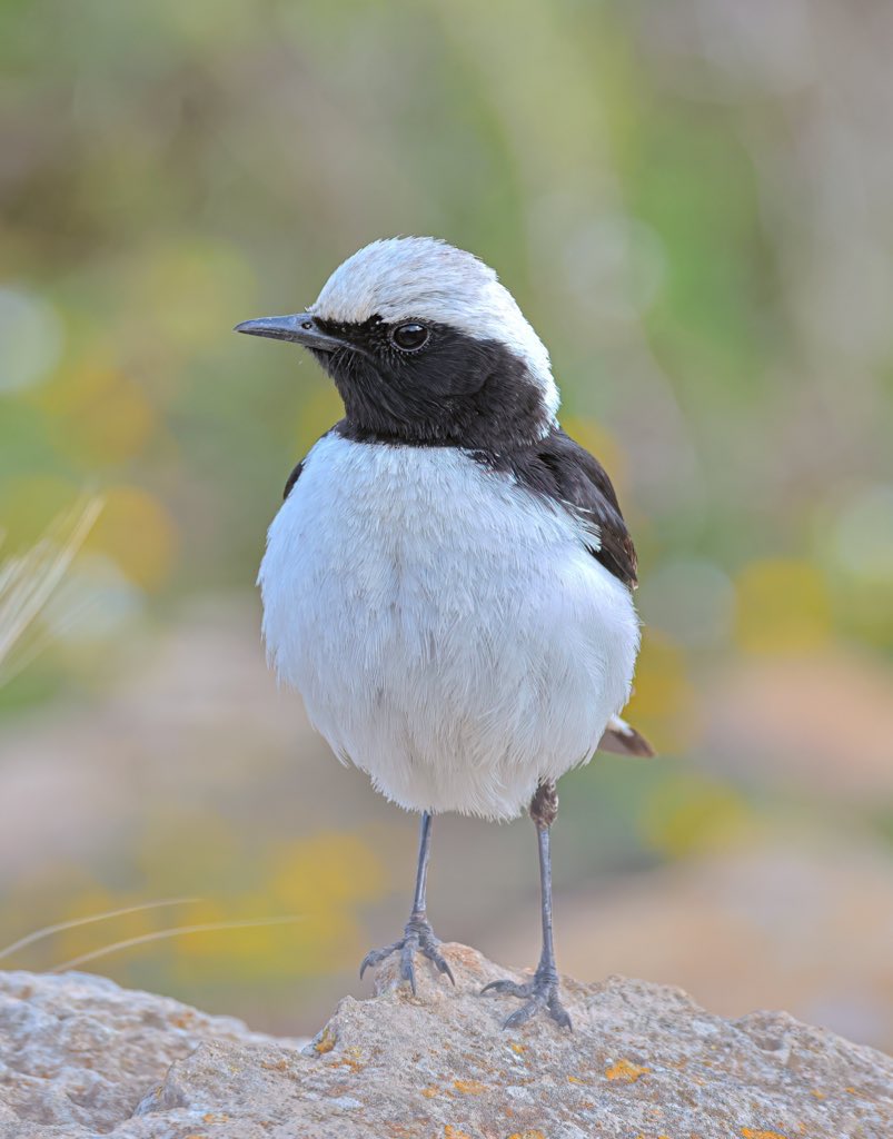 Tonight’s thread frontal shots, I’ll start with this Cyprus Wheatear