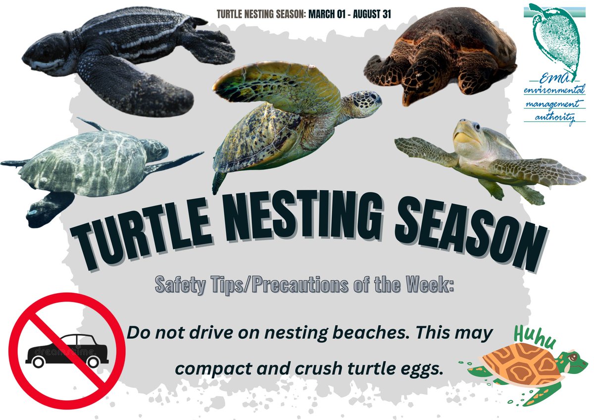 emauthority's tweet photo. Here is a general safety tip/precaution to observe during turtle nesting season/when visiting turtle nesting sites:
Photo Credit: © Marcus Lundgren, Jürgen Freund, Michel Gunther, Solvin Zankl, NOAA Fisheries
#Turtles #Tips #protect #trinidadandtobago #animals https://t.co/83qrQ0bGER