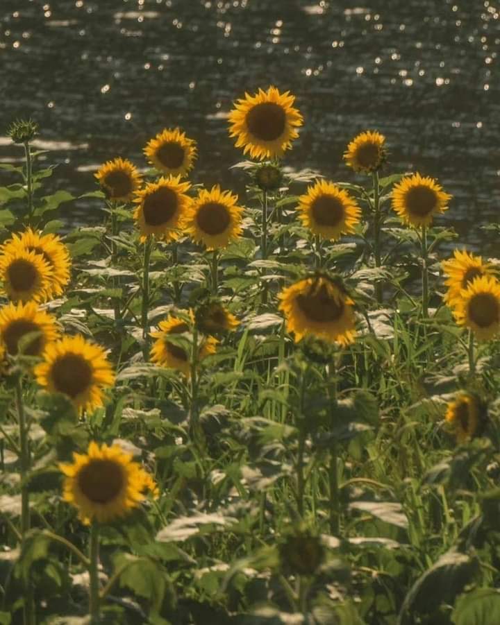 sanemostlyy's tweet photo. pretty isn't it? https://t.co/YEhwUuJ2ks