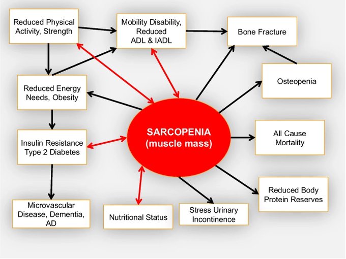 El MÚSCULO es el principal sitio de eliminación de glucosa estimulada por insulina y el componente mayor de la tasa metabólica basal. La disminución de la masa y fuerza muscular es un poderoso factor de riesgo y la principal consecuencia de las enfermedades crónicas. #SARCOPENIA