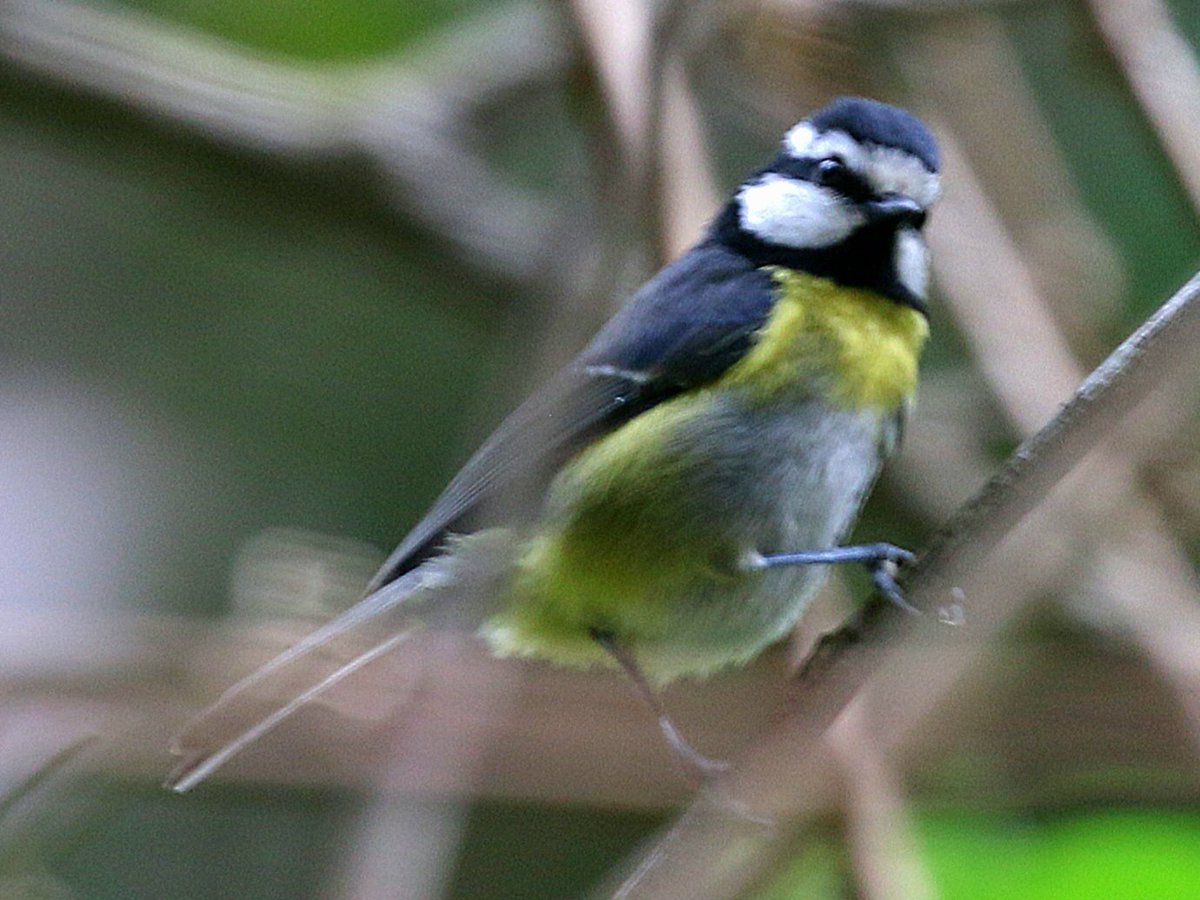 Numerous Bolle's and Laurel Pigeons on day 1 proper of the @naturetrektours tour of La Palma, plus the highly distinctive (and surely soon to be split) palmensis form of African Blue Tit.