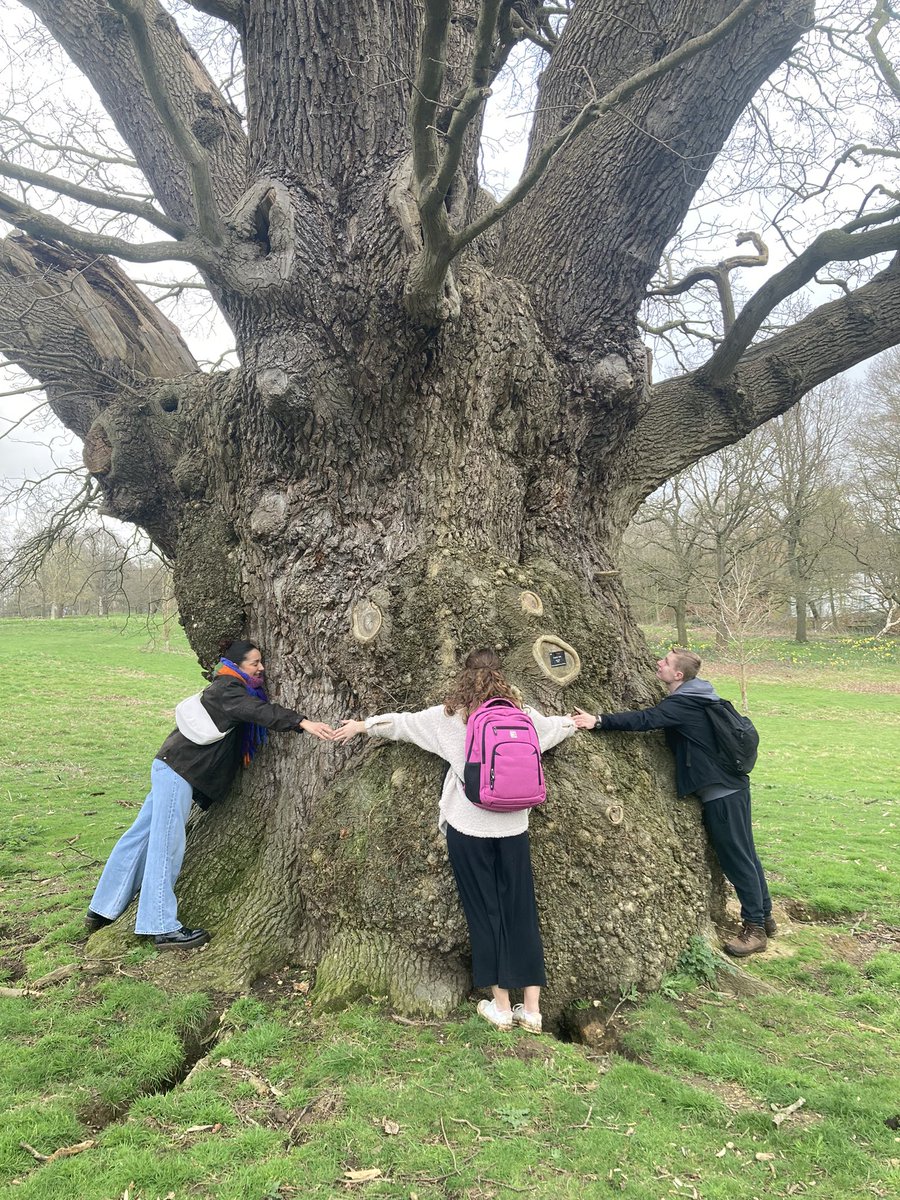 Outdoor Classroom operating: @Uni_of_Essex students measuring the age of an ancient oak tree by human hugs 🌳🙏 700 years or so was our reckoning btw.