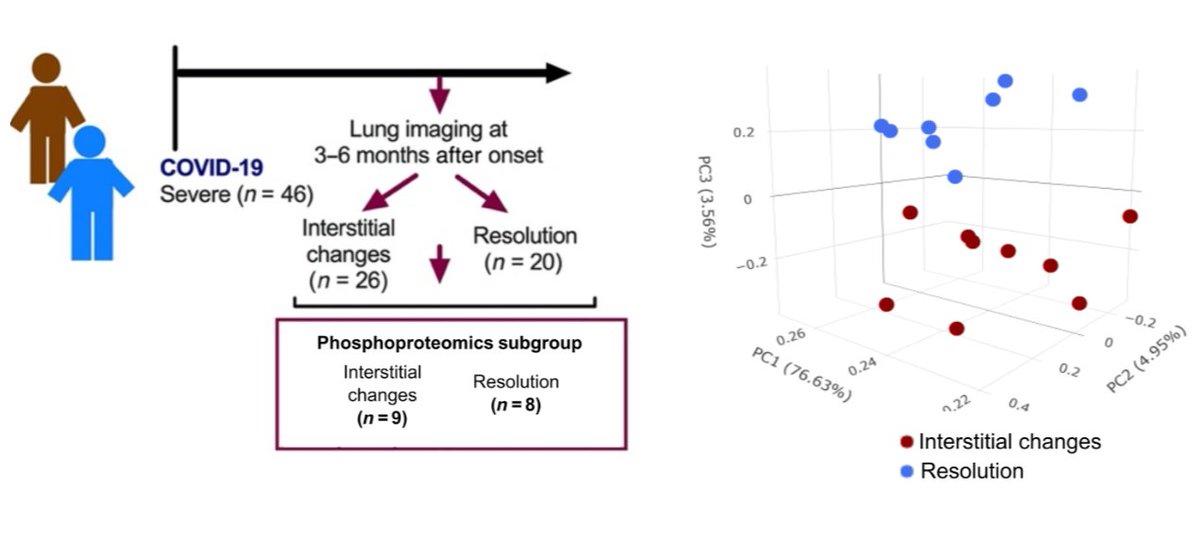 On #LongCovidAwarenessDay, check out this research from 2022, which showed lingering interstitial #LungDisease in severe cases of #COVID19 may be driven by #neutrophils in an inflammatory immune response. scim.ag/6eC @SinganayagamLab @DrPeter_George @drAnand_Shah_