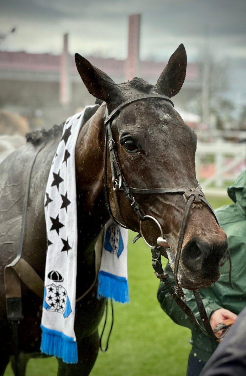 Johny5issoalive's tweet photo. I can't believe what has just happened.  I could not be more proud of Marsh Wren. What a tough tough mare. Bursting into tears when she came back in wasn't part of the plan but there we go! Unbelievable. https://t.co/REsChoPsr0