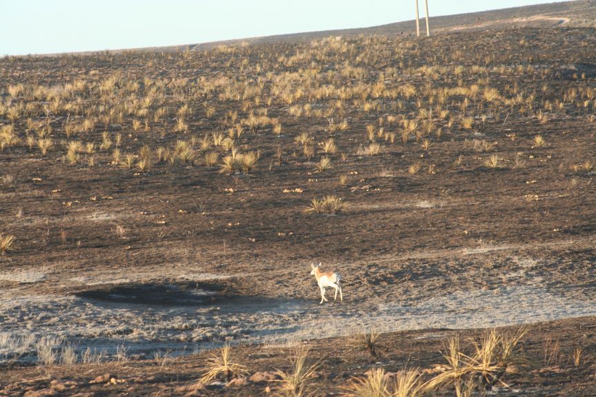 One lone antelope tugs at my heart. Pic by N. Bright. #sanfordranch #texaspanhandlewildfires #windyduecewildfire