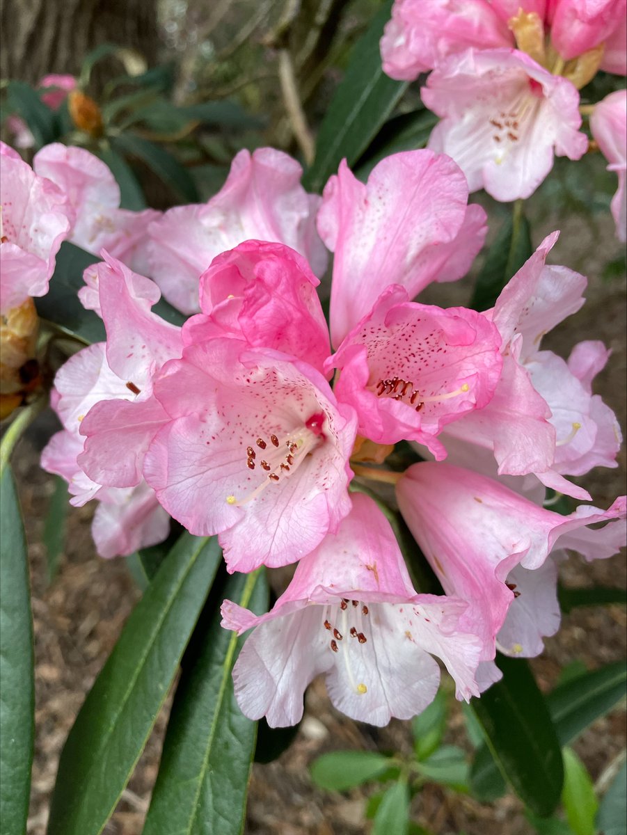 Spring has arrived with plenty of colour in The Savill Garden. You can find a full list of highlights here: windsorgreatpark.co.uk/seasonalhighli… Book online in advance for the best price: windsorgreatpark.co.uk/savillgarden @visitwindsor @MyRoyalBorough @VisitSurrey @VisitSEEngland