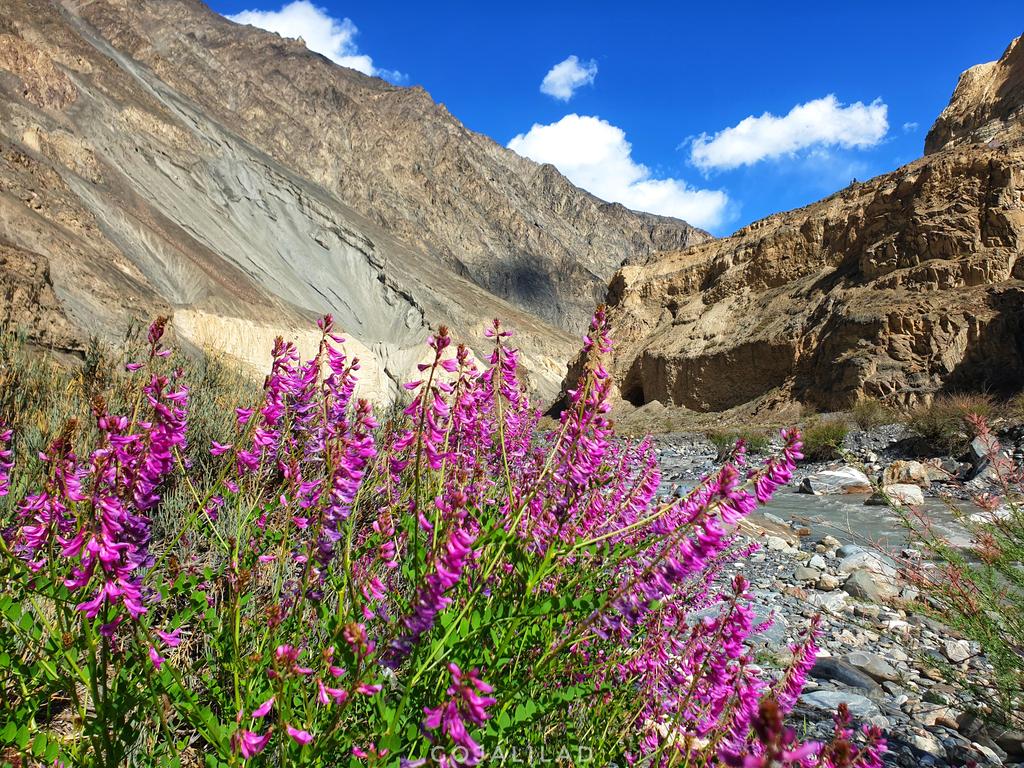 gojalilad's tweet photo. Take time to smell the roses
#khunjerabpass
#gojal #hunza https://t.co/b8tCQjC1yg