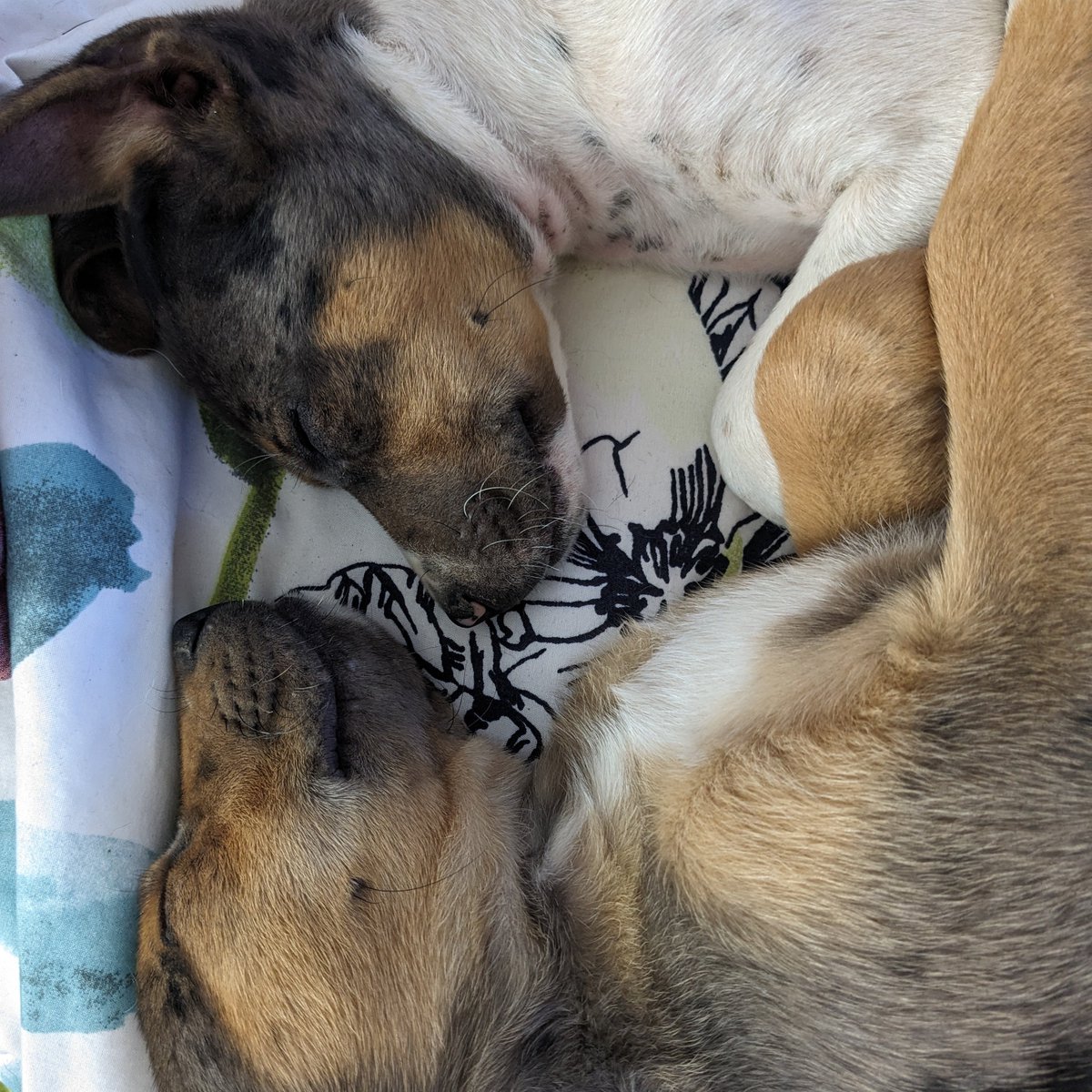 Tell me which fictional character you'd like to have the dog version of and I'll match you to one of the many puppies that need homes