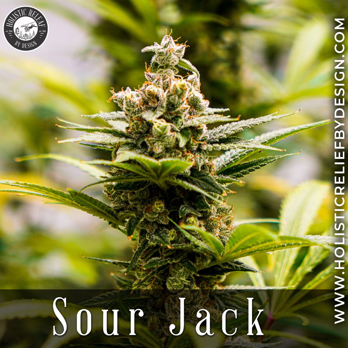 Embrace the Friday feels with Sour Jack! 📷#FrugalFriday #holistic #holitsicreleafbydesign #SourJack #SourJackFriday