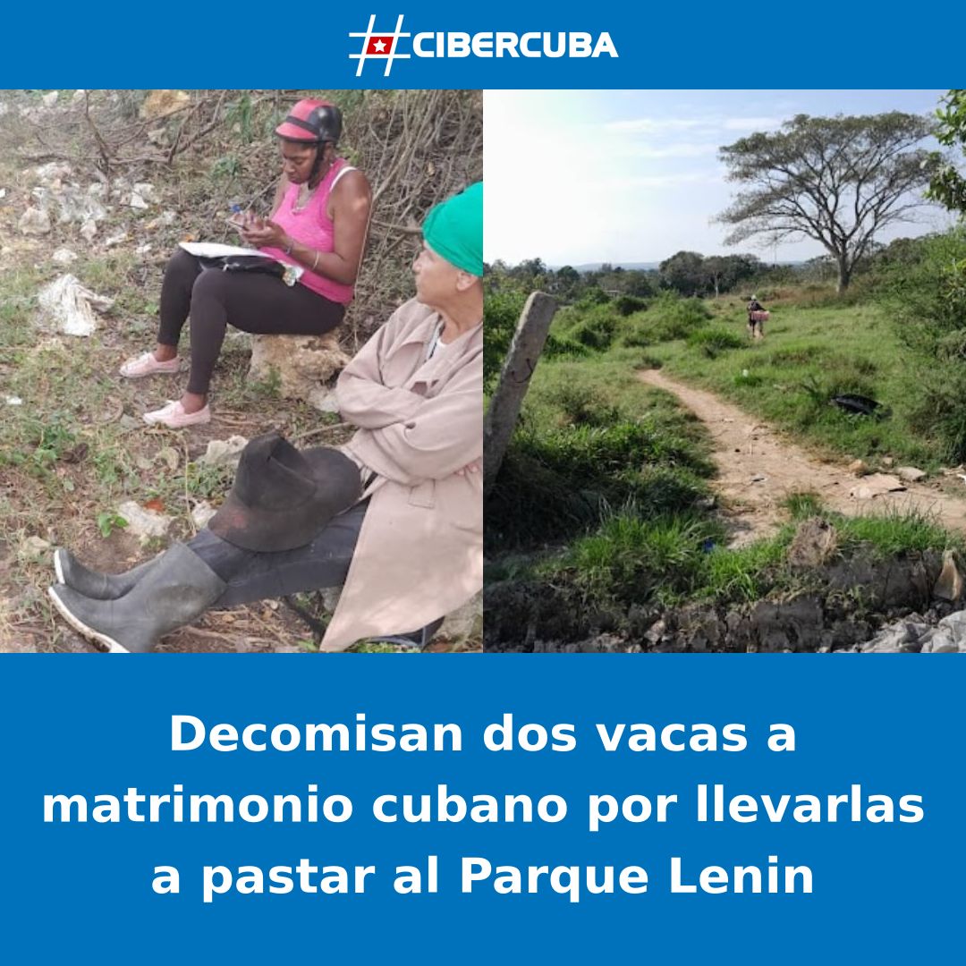 CiberCuba's tweet photo. Decomisan dos vacas a matrimonio cubano por llevarlas a pastar al Parque Lenin

Leer más: https://t.co/nyLLKFhcyr #CiberCuba #Cuba https://t.co/0emnSrN5lv