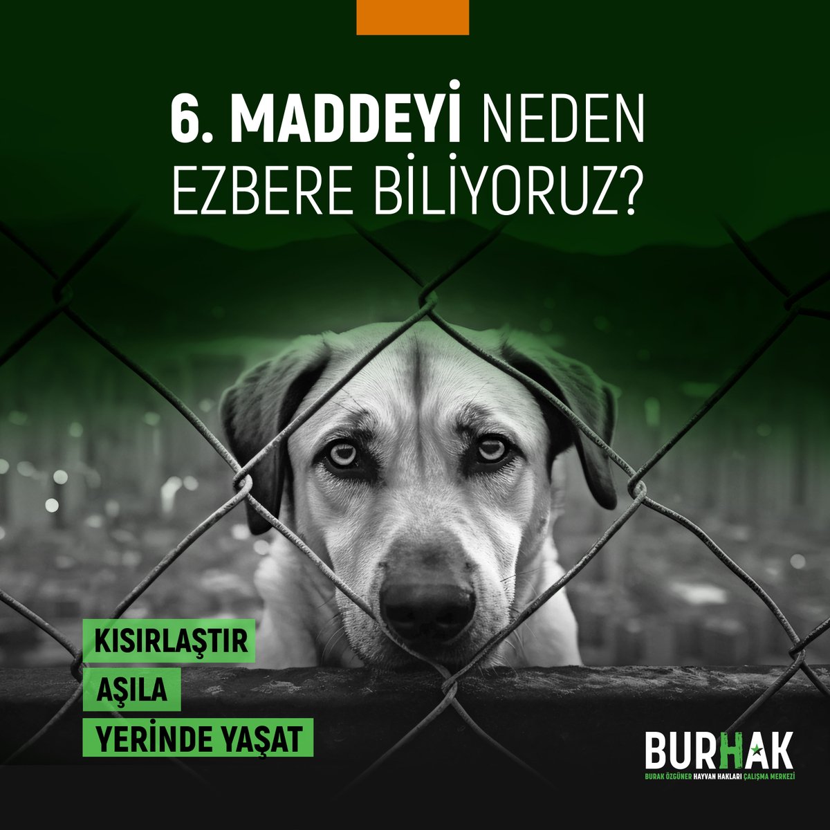 Sadece avukatlar ve sivil toplum örgütlerinde çalışanlar değil, biz gönüllüler, orman beslemesi yapanlar, kapımızın önündeki kediyi besleyenler, 6. maddeyi ezbere neden biliyoruz? ⬇️