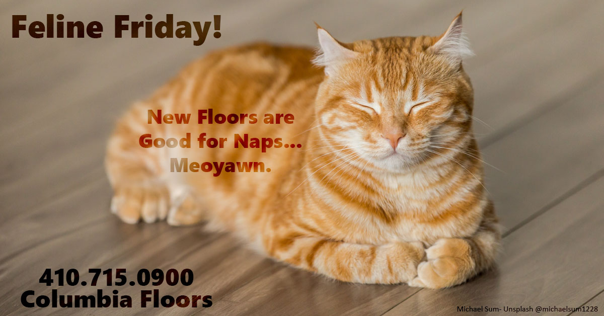 Call Columbia Floors for a free quote today.
#felinefriday #meow #meowmeow #cats #hardwood #hardwoodfloors #hardwoodflooring #flooring #floors #lvp