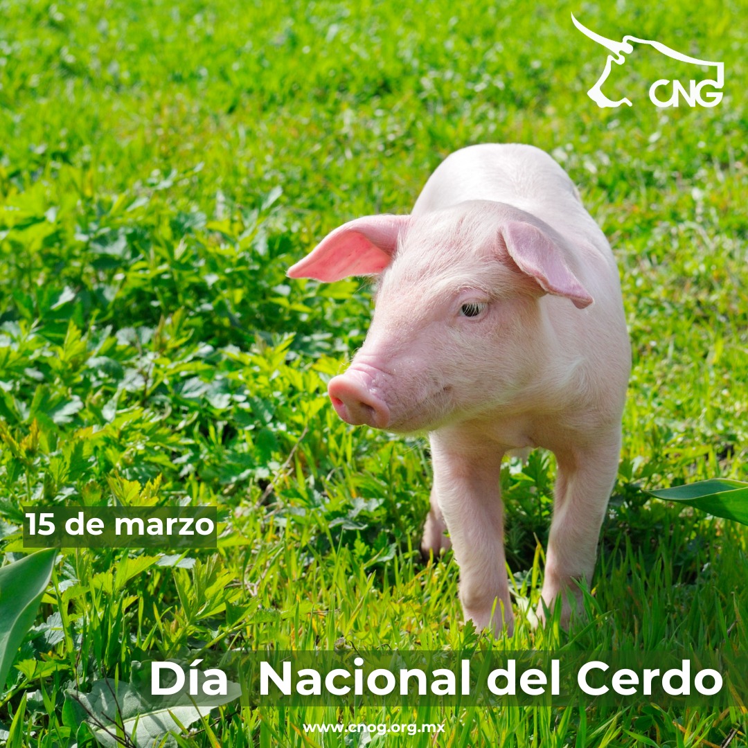 Reconocemos a todos nuestros compañeros porcicultores quienes trabajan día a día por la sanidad e inocuidad de los productos derivados del cerdo. #DíaNacionaldelCerdo