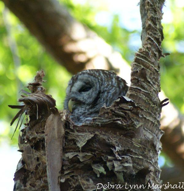 #Owlet #owl #babyowl #birds #wildlife #animals #Florida #cute #tree #inatree #hiding #LOVE