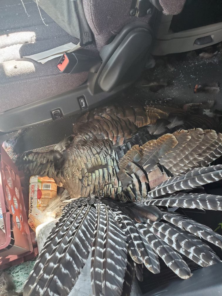 With turkey season just around the corner, it’s important to remember that big birds will be on the move. It’s also important to keep your eyes constantly scanning outside while driving. This is what happens when a turkey hits a windshield at highway speeds. #BeSafeOutThere