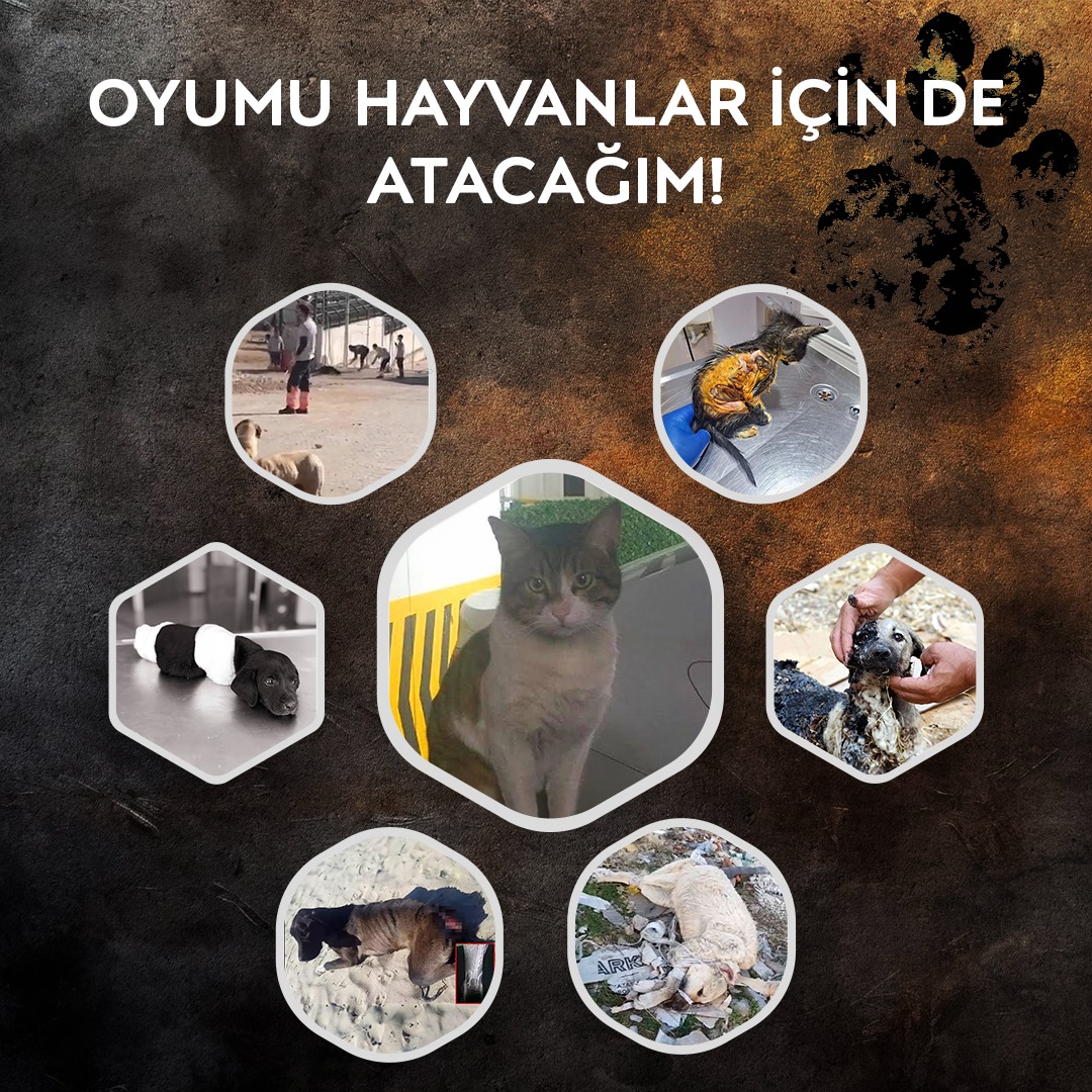 onlardacantr's tweet photo. Türkiye Hayvan Hakları Dernekleri seçime girecek başkan adaylarından söz almak için bir imza kampanyası başlattı. #OnlardaCan diyecek başkan adaylarını görebilmek ve hayvanlar için , taleplerimizin yerine getirilmesi için İMZALA , PAYLAŞ !
https://t.co/nlo650kK1V https://t.co/SC8nRYJAyk