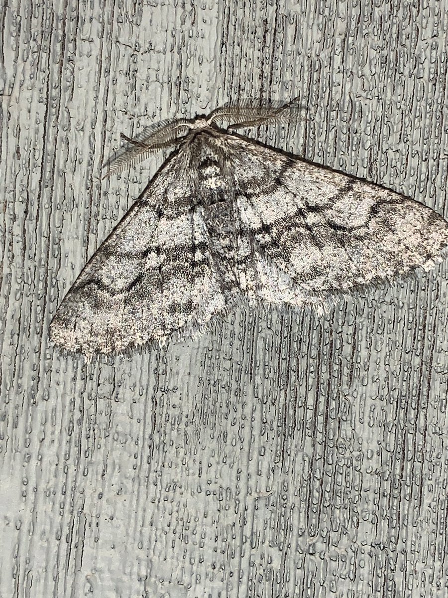 JTTrendNature's tweet photo. The warm weather brought out a few moths.  10 Phigalia at the porch light this morning along with a beautiful sunrise.  I think the one pictured is P. titea - The half-wing moth. I’m not sure of some of the others I saw since there are 2 other species in Connecticut. #CTNature https://t.co/k4N4zrTsCp