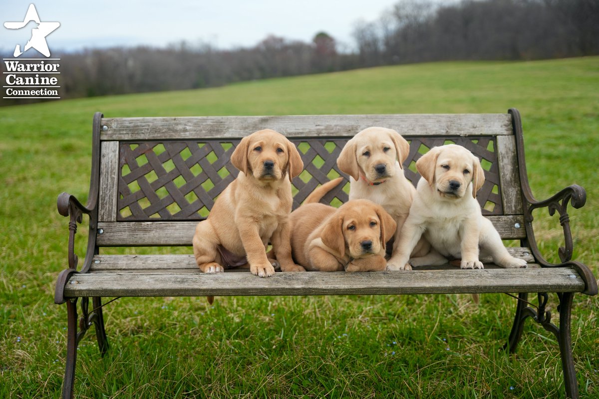 WarriorCanineCn's tweet photo. #BenchShot Alert: Check out the #BenchPhoto and the outtakes from Miso SSD ( @SSDOGS) x Atlas SSD's litter!
#FurTheLoveOfVeterans https://t.co/pGdGTjVZSU