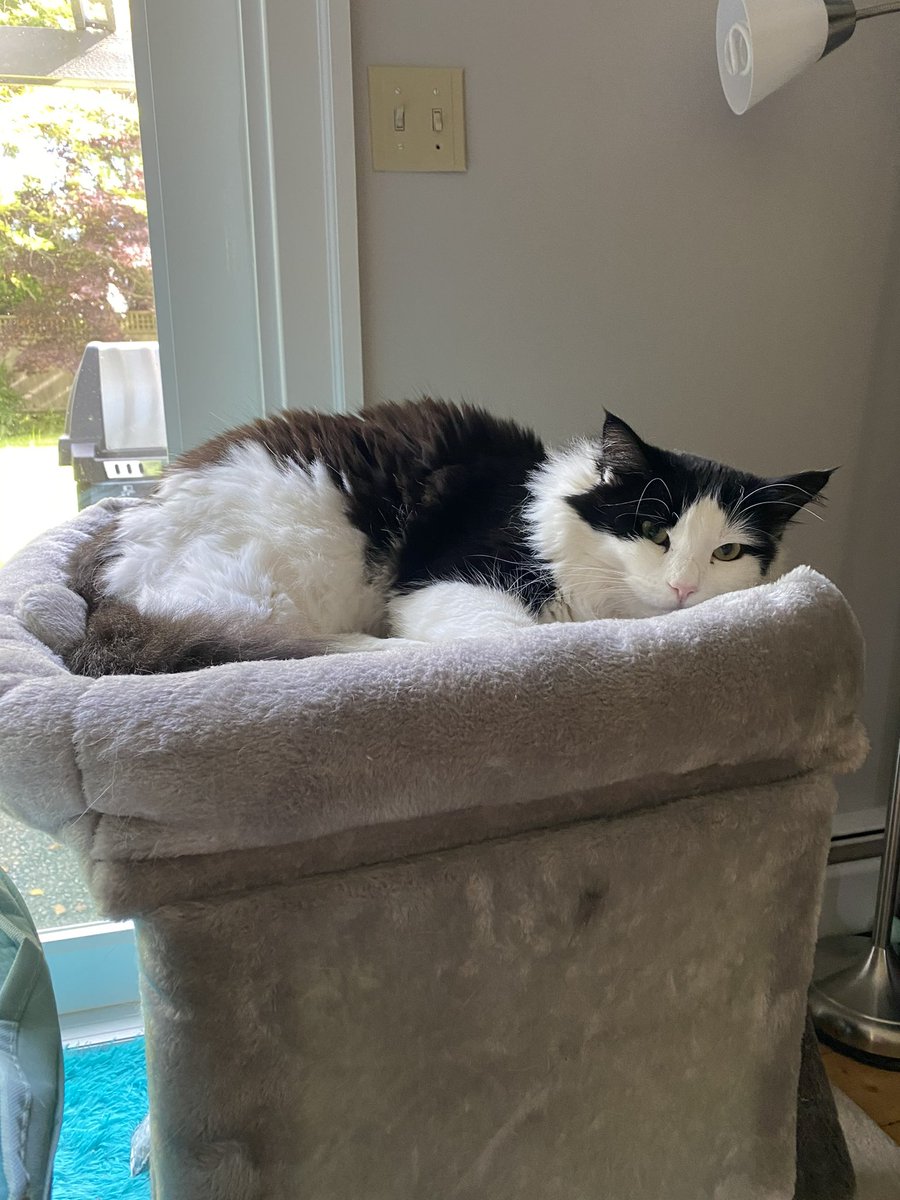 G0ffThew's tweet photo. It’s really setting in that we only have a week and a bit left with the kitties. (Don’t worry they’re in very good hands)

Living in Japan is gonna be worth the sacrifice but damn I’m gonna miss Junrkrat’s fat ass and Bobby’s stupid kitler stache dicknose https://t.co/K4yyDWjIi5