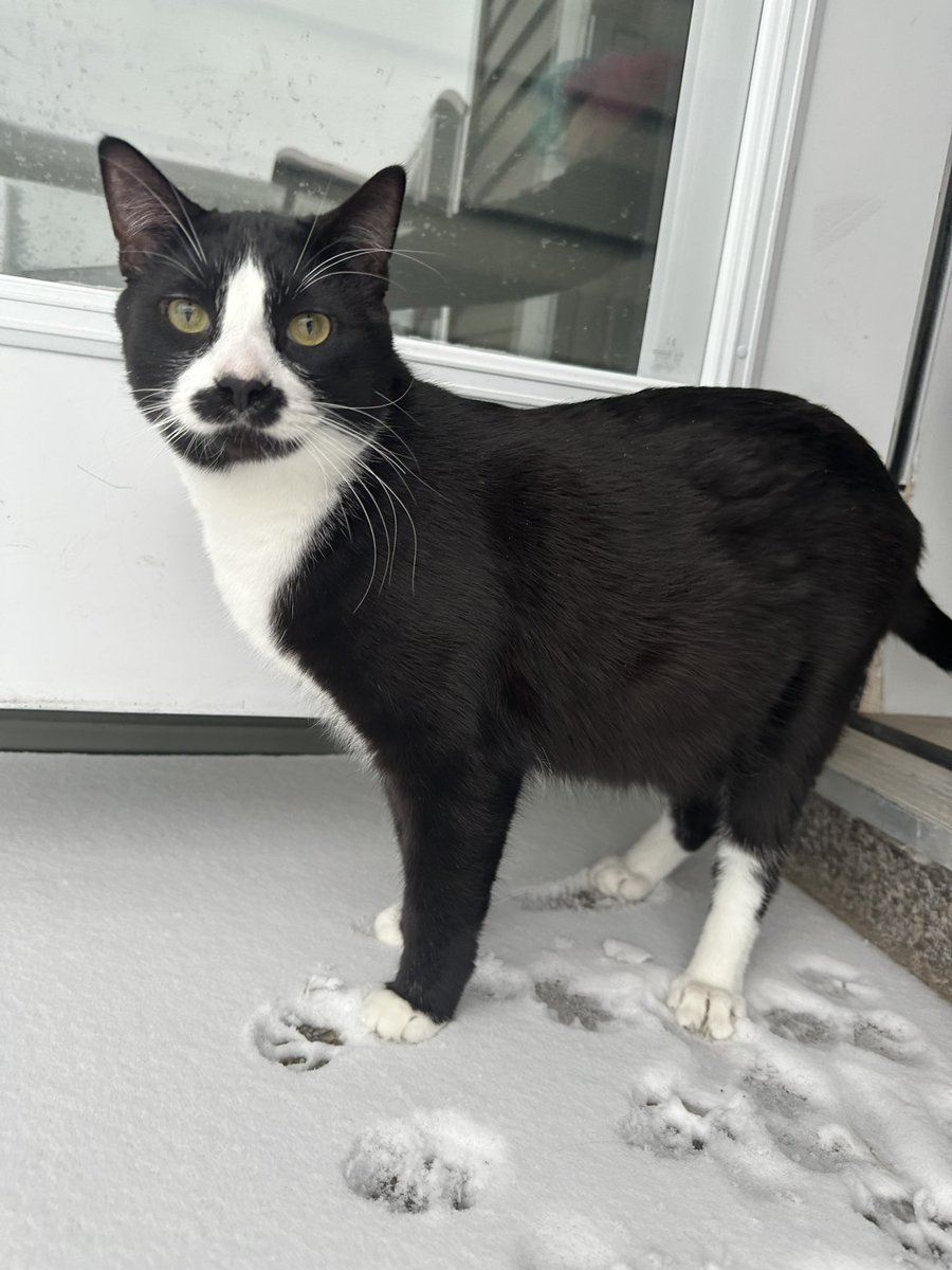G0ffThew's tweet photo. It’s really setting in that we only have a week and a bit left with the kitties. (Don’t worry they’re in very good hands)

Living in Japan is gonna be worth the sacrifice but damn I’m gonna miss Junrkrat’s fat ass and Bobby’s stupid kitler stache dicknose https://t.co/K4yyDWjIi5
