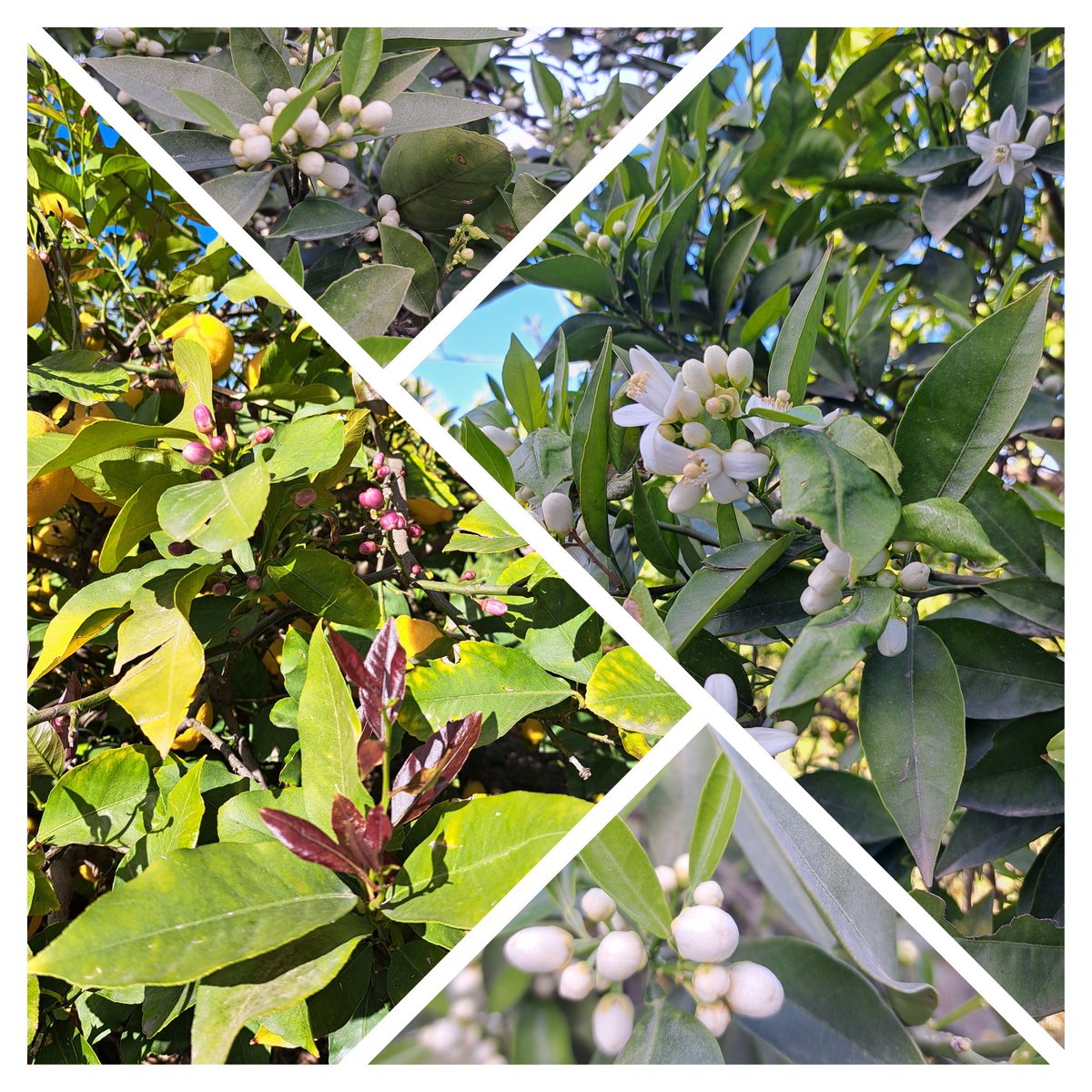 Ya está aquí el Azahar