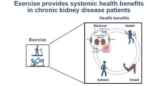 CU Physical Medicine (@cuphysmed) on Twitter photo #Newpub in <a href="/APSPhysiology/">American Physiological Society</a> by <a href="/CUPhysMed/">CU Physical Medicine</a> faculty <a href="/MHarrisLove1/">Michael Harris-Love</a> & team on #Exercise for patients with #chronickidneydisease: from cells to systems to function. journals.physiology.org/doi/full/10.11… #Newpub in <a href="/APSPhysiology/">American Physiological Society</a> by <a href="/CUPhysMed/">CU Physical Medicine</a> faculty <a href="/MHarrisLove1/">Michael Harris-Love</a> & team on #Exercise for patients with #chronickidneydisease: from cells to systems to function. journals.physiology.org/doi/full/10.11…