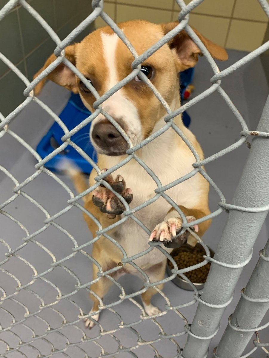 FloridaFocusUSF's tweet photo. Dog dumping cases across Tampa Bay are on the rise 🐶💔

Tune in to WEDQ tonight to hear why local animal rescues think this is happening and what they're doing to help. https://t.co/bxEAU29zHS