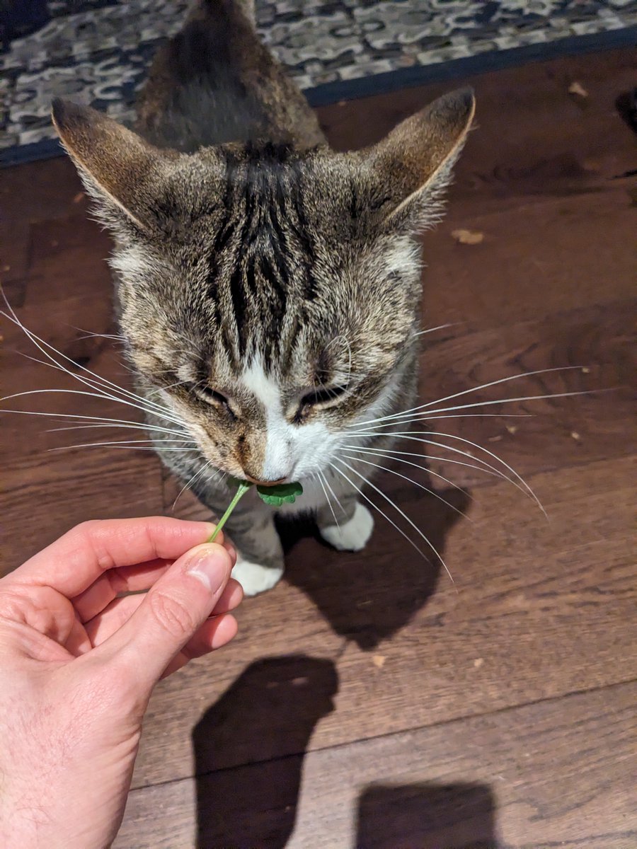 growing catnip for the cats