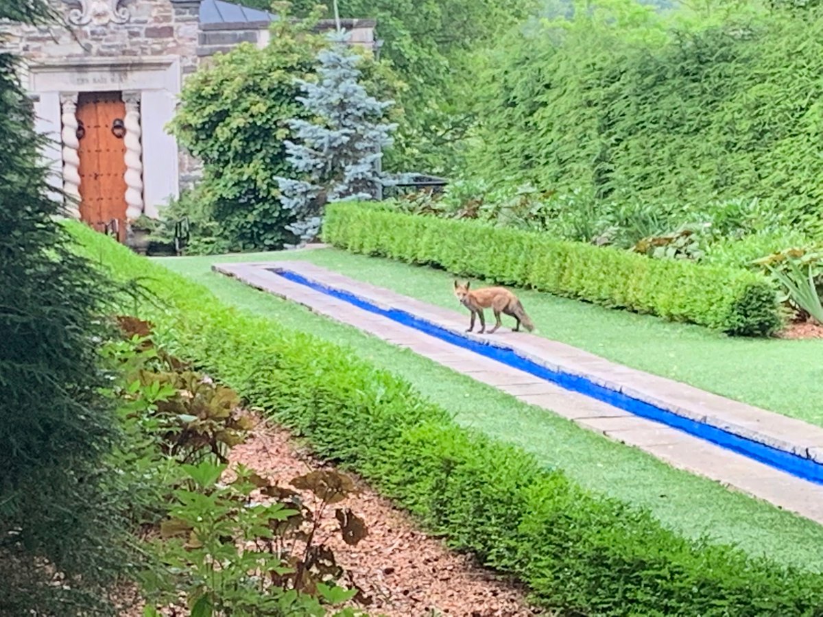 Happy National Wildlife week. Here was a visitor from 2022. The fox was checking out our grounds and grabbing a quick drink in the long pool.
#WildlifeWeek #wildlifevideo #NatureConnectsUs
📷 FS Tracie Rohner