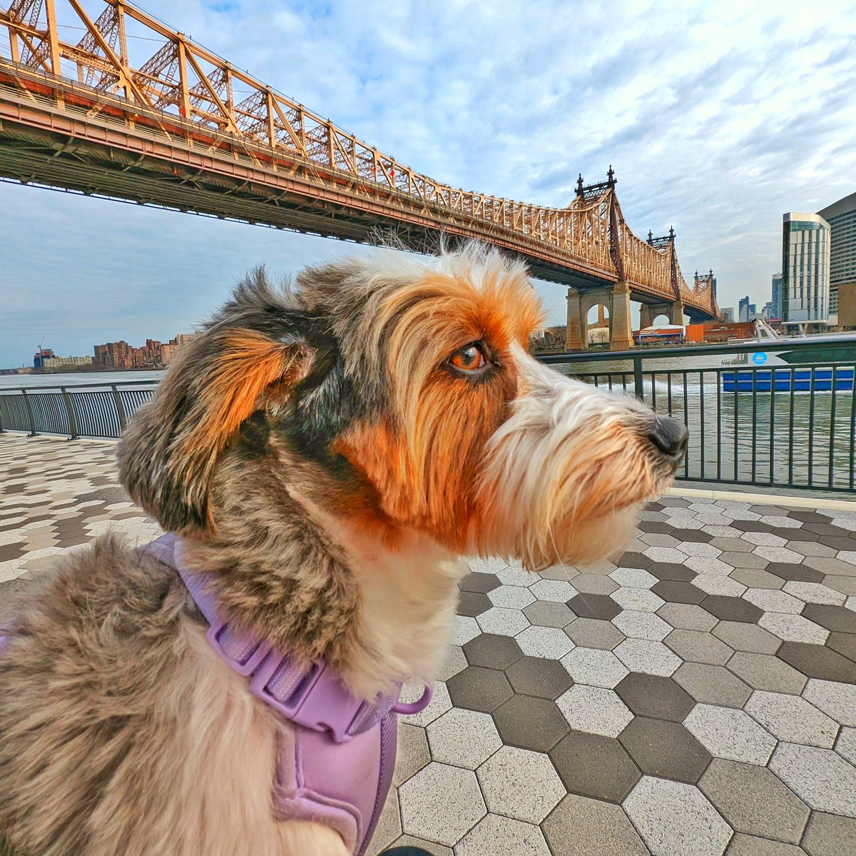 This is Remie Girl, the reason behind RemieDog. Just some city folks trying to clean up our streets of dog poop #remiedog #cleanstreets #poopbags #smallbusiness
