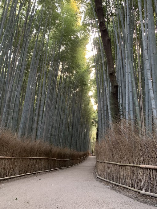 Bamboo forest adventure was a success!!! https://t.co/CZE9GJAo54