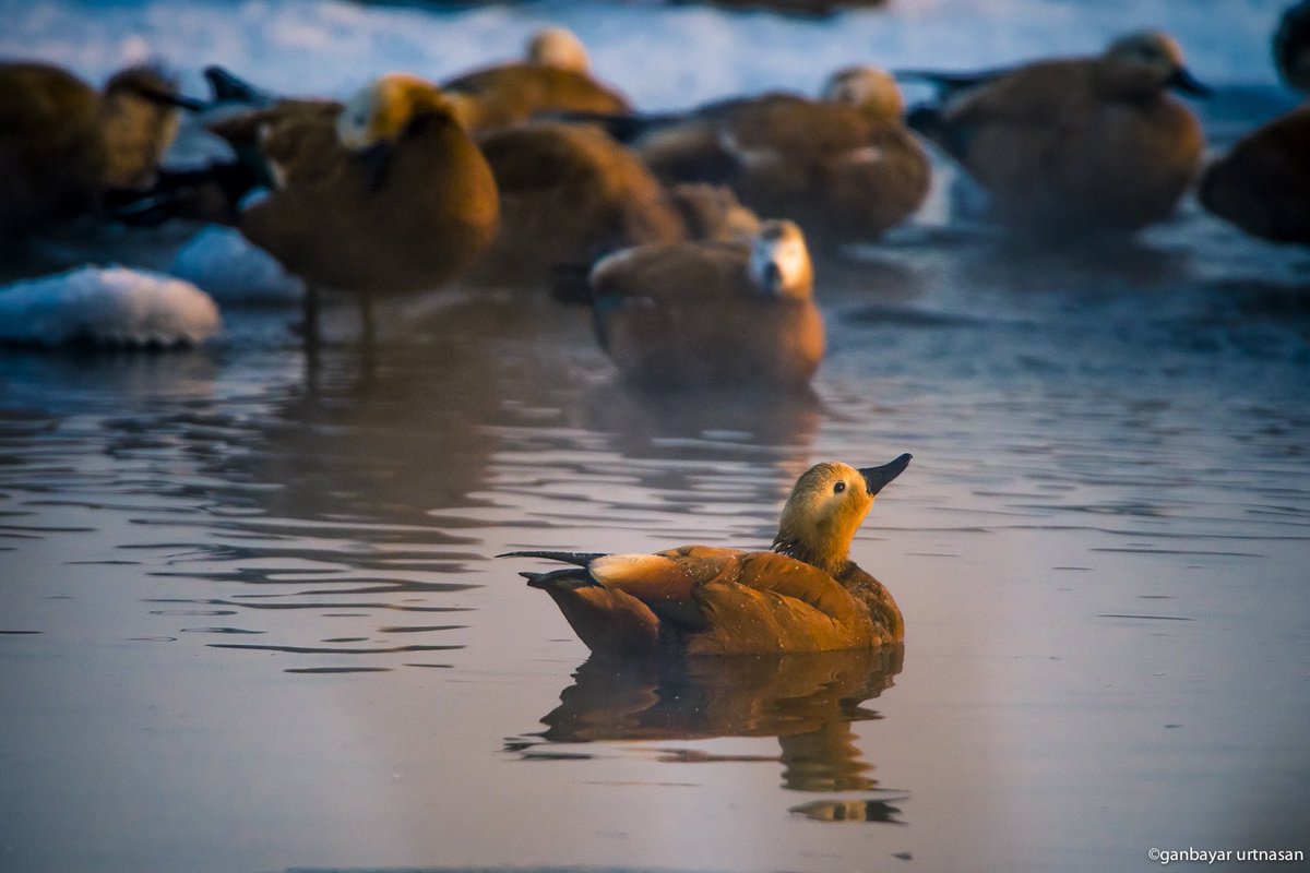 Өглөөний мэнд! 
Хондон ангир. Сонгины булан.