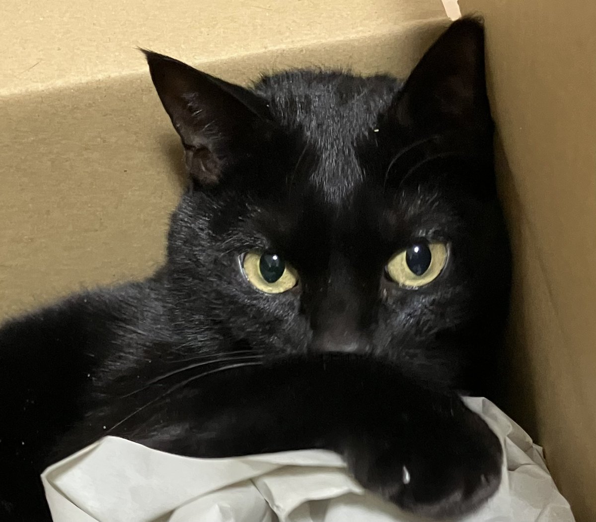 RieU79018544's tweet photo. ボクのダンボール📦
#ねこ #黒猫 #猫好きさんとつながりたい
#土アップ祭り #ねこのいる生活 #黒猫同盟
#cat #blackca #lovelycats #lifewithcats https://t.co/EWo3IkxGq4