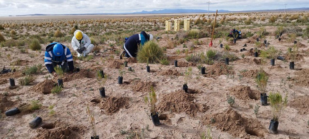 litio_boliviano's tweet image. #Lito | Trabajadores de #YLB siembran 121 plantines de Tholas en el Campamento del Salar de Uyuni.
La actividad es parte de las acciones de cuidado de la Madre Tierra en la zona de influencia de la industria del litio.
#BoliviaEsLitio