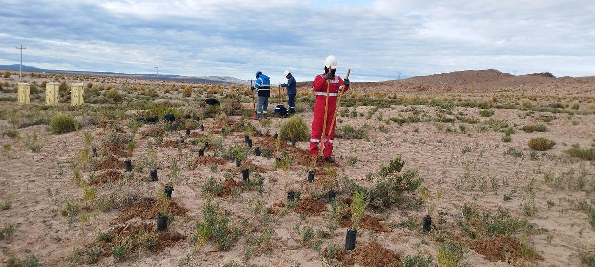 litio_boliviano's tweet image. #Lito | Trabajadores de #YLB siembran 121 plantines de Tholas en el Campamento del Salar de Uyuni.
La actividad es parte de las acciones de cuidado de la Madre Tierra en la zona de influencia de la industria del litio.
#BoliviaEsLitio