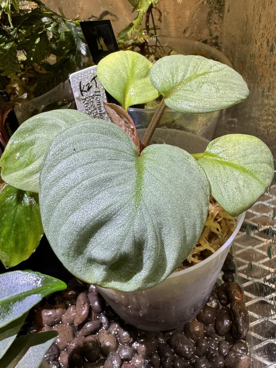 levis416's tweet image. 月輪、やはりいい!! ホマ沼にはまっている••• #ホマロメナ　#月輪　#nativeforest