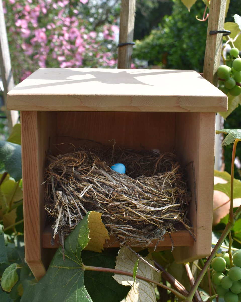 While we're known for our bat houses, we haven't forgotten about our feathered friends. We also provide cozy nesting sites for songbirds. ⁠ ⁠ Bring nature to your doorstep. ⁠ ⁠ Check out our BirdBnB, or our Batman and Robin bundle to save! batbnb.com/collections/fo…