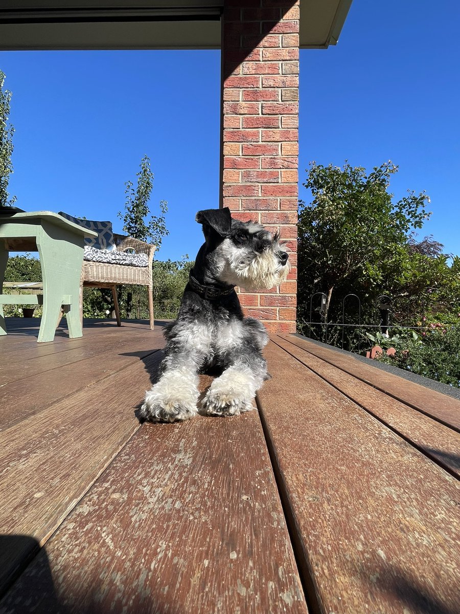 Allo #SchnauzerGang pals. Ere I iz watcherin over moi backyard mekkin sure da Kingy 🦜 anna bowery birbs dunna thieve Mum’s tommytoes 🍅 

Tek care pals. 

#Arlo 

<a href="/HamishShortie/">Shortie.Hamish</a>