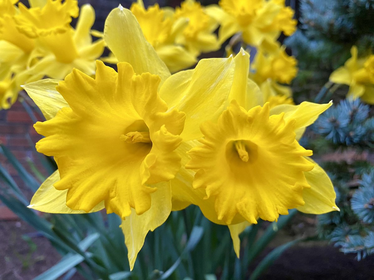 Conductor222's tweet photo. Eventide on the Magic Porch! It’s a quiet 62° with a soft breeze. Also a few Memorial Garden flowers from earlier. #lbi #nj #newjersey #beachpriest #parsoncarson #daffodils https://t.co/679Ij9sckT