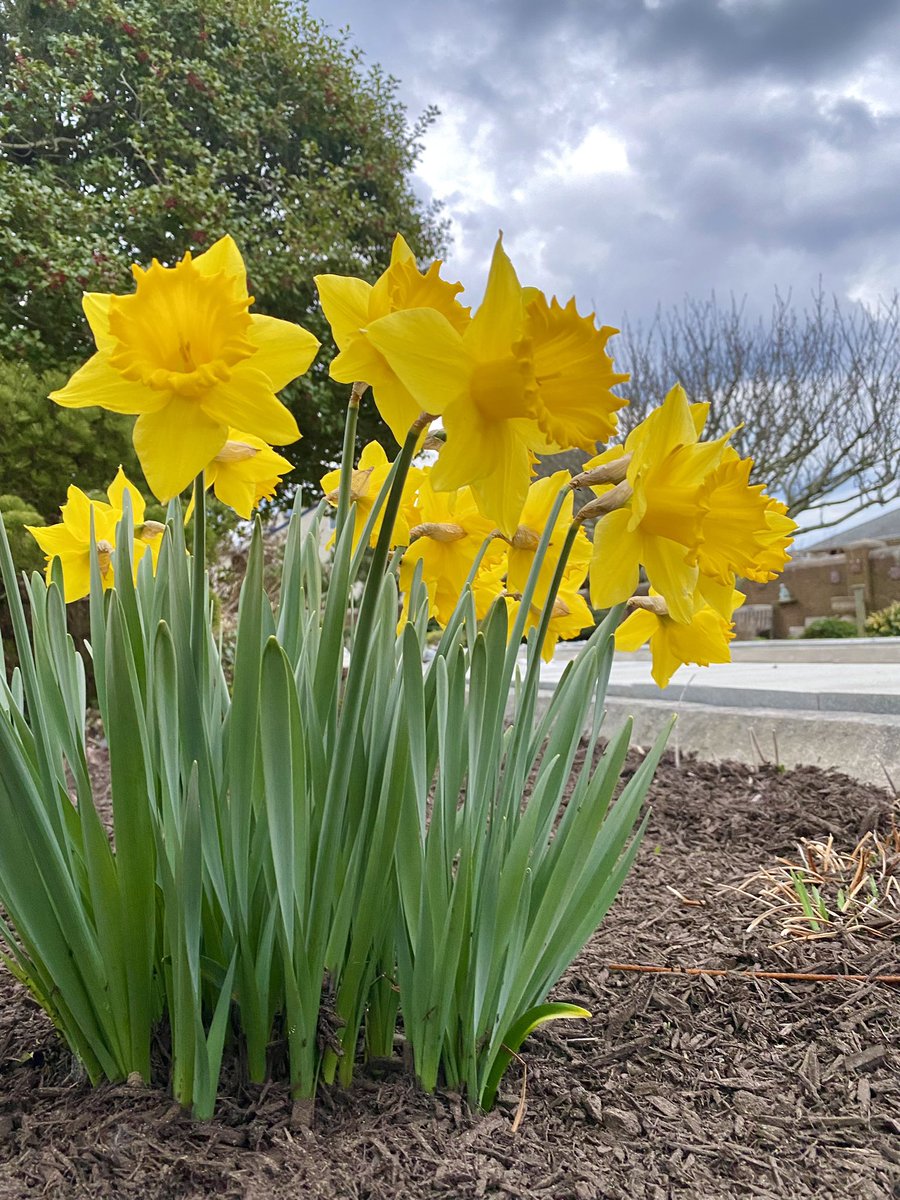 Conductor222's tweet photo. Eventide on the Magic Porch! It’s a quiet 62° with a soft breeze. Also a few Memorial Garden flowers from earlier. #lbi #nj #newjersey #beachpriest #parsoncarson #daffodils https://t.co/679Ij9sckT