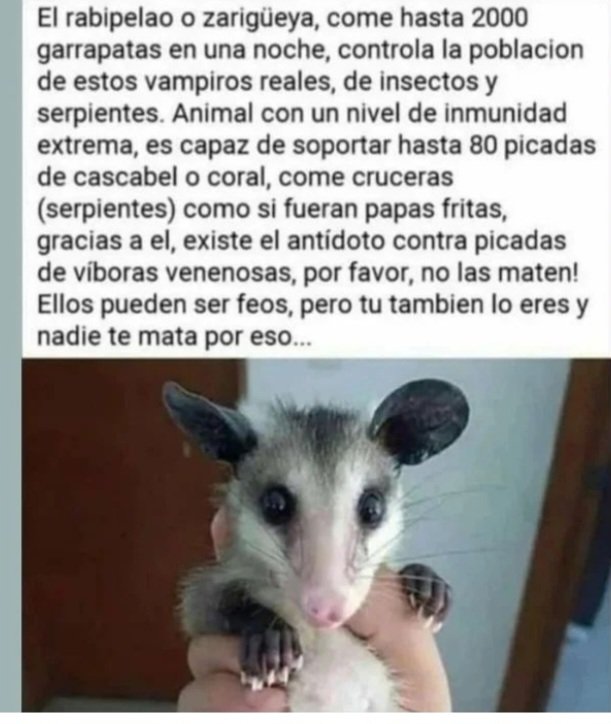 ecopracticas's tweet photo. #Rabipelados #Equilibrio #Biodiversidad #Especies #serviciosAmbientales https://t.co/9coCxXFnp2