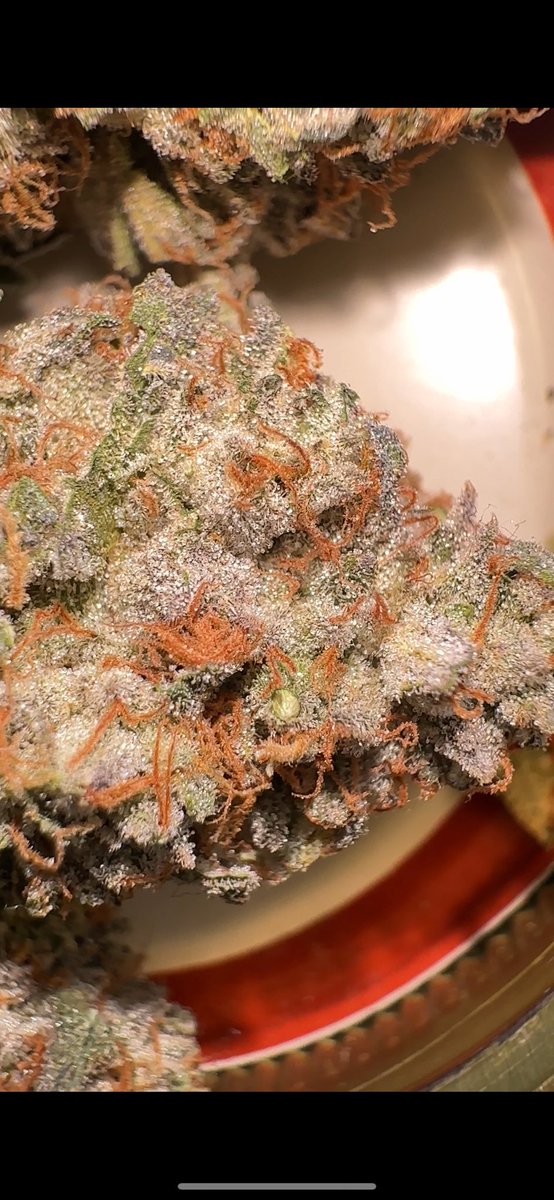 To describe Gary P in one word it is LOUD! 
Even with some seeds in it from my pollination 🤫#garyp #garypayton #weed #homegrown