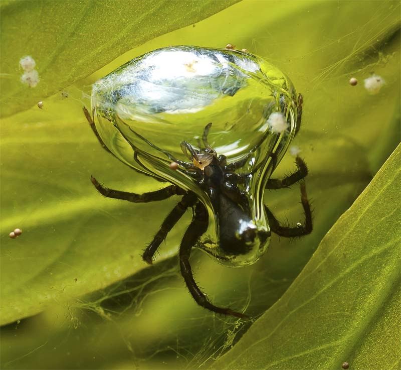 How cool are diving bell spiders? They live underwater in a silk air bubbles that exchange gas with the surrounding water, like gills 🤯🤯🤯