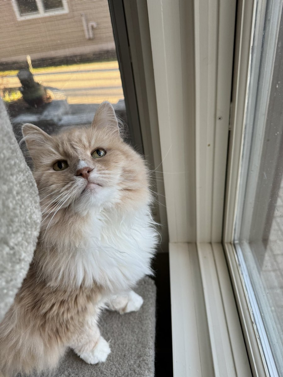 NephCatness tweet media